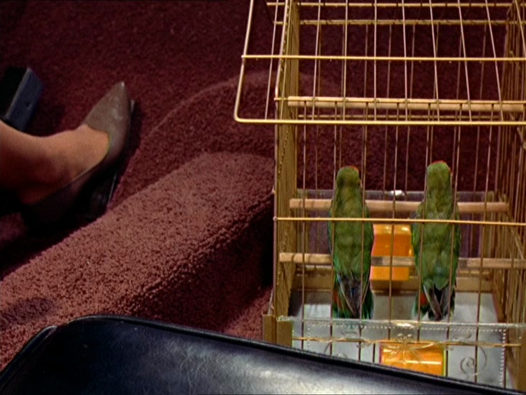 The lovebirds in their cage, close-up