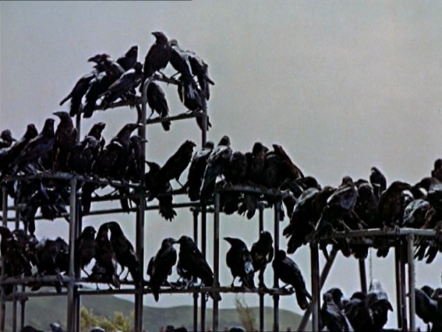 Crows massed on the playground jungle gym